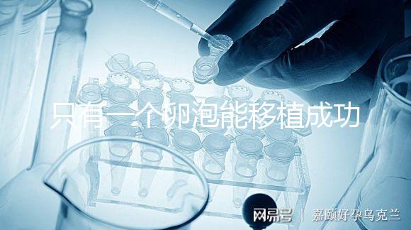 只有一個卵泡能移植成功嗎？別擔心!過來人告訴你好孕并不難