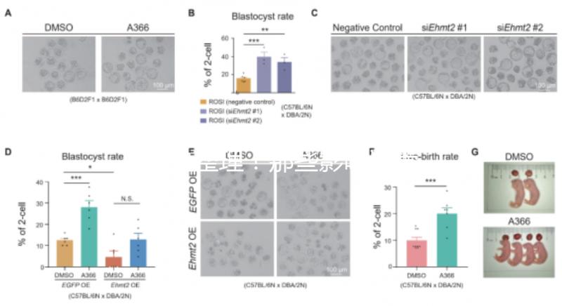 吐血整理！那些影響試管嬰兒成功率的因素