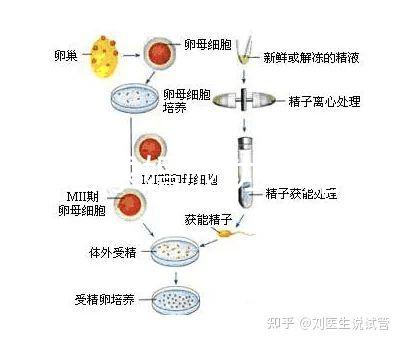 何猷君求婚成功！賭王四太回應(yīng)“奚夢(mèng)瑤懷孕”傳聞