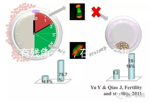 有殘角子宮，在河北辛集當地能做試管嬰兒嗎？