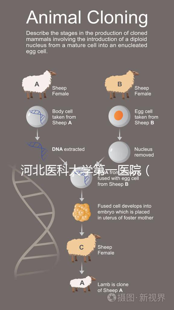 河北醫(yī)科大學(xué)第一醫(yī)院(河北醫(yī)科大學(xué)第一醫(yī)院擅長什么)