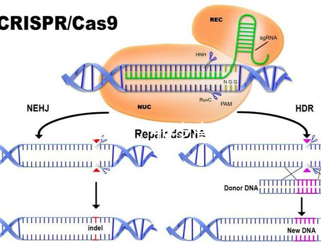 家在江蘇，40歲高齡哪里做試管嬰兒能夠一次成功？