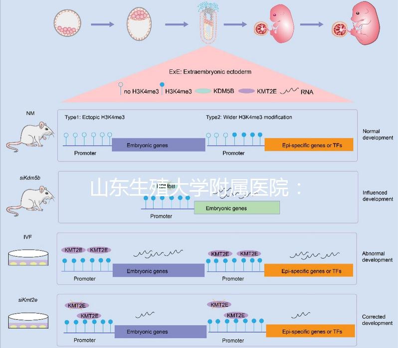 山東生殖大學附屬醫(yī)院:試管成功率高達55%的研究中心