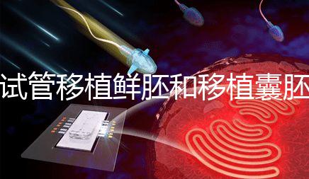 試管移植鮮胚和移植囊胚哪個成功率會高？