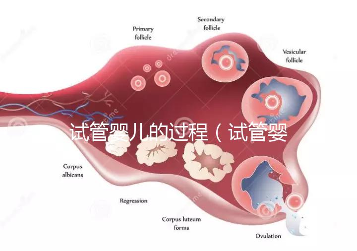 試管嬰兒的過程（試管嬰兒的過程步驟及時(shí)間）
