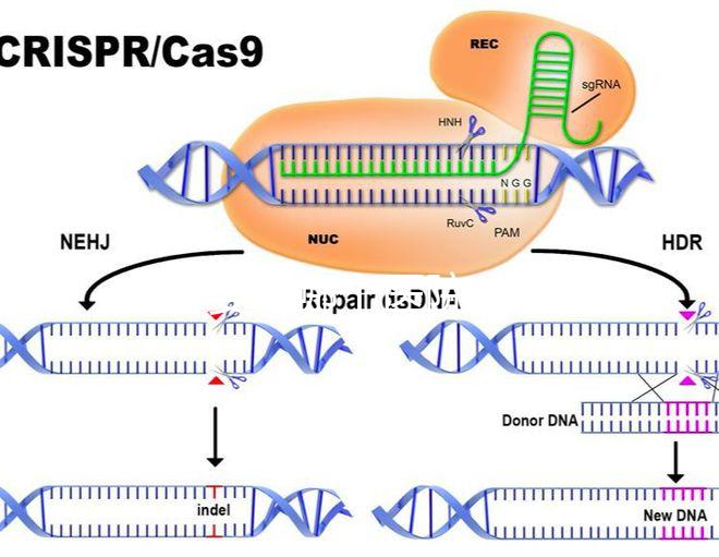 試管嬰兒哪個醫院成功率最高（試管嬰兒哪個醫院成功率最高掛號哈爾濱天元婦產）