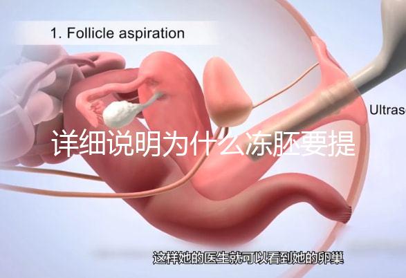 詳細說明為什么凍胚要提前一兩天解凍，有沒有影響一目了然