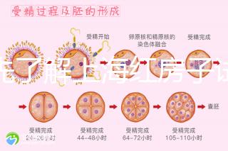 預先了解上海紅房子試管建檔流程，最快當天可定方案